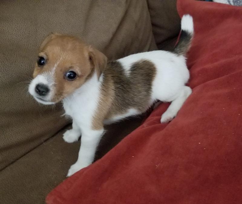 Vista Real Russells AKC Russell Terrier Puppies