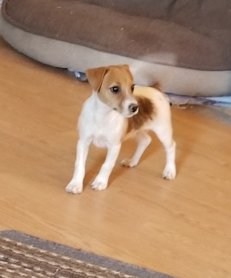 Vista Real Russells AKC Russell Terrier Puppies